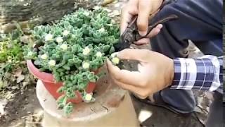 How to propagate Delosperma Echinatum Pickle Plant [upl. by Richia]