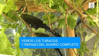 VEMOS LOS TURACOS Y REPASO DEL AVIARIO COMPLETO [upl. by Schmidt]