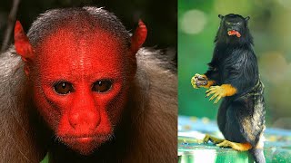 10 Unique Monkeys You Wont Believe Exist [upl. by Ellenij279]