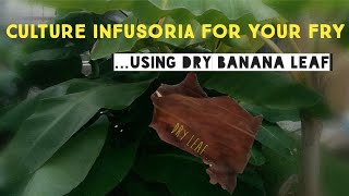 How to Culture Infusoria Using Banana Leaf for Your Fry  Cara Kultur Infusoria Guna Daun Pisang [upl. by Melisande]