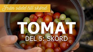 Tomater från sådd till skörd  Del 5 Skörd [upl. by Fabrin283]