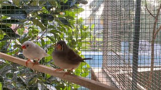 Birds  Aviary  terrace aviary  love birds  finches  African love birds parakeets [upl. by Gonsalve]