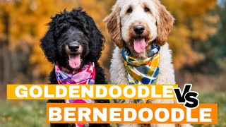 Goldendoodle vs Bernedoodle 6 Key Differences 🐶🐶 [upl. by Imekawulo]