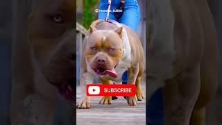 Pitbull 👑 vs Doberman Fight 🔥😨 pitbull dog viral shorts [upl. by Rennoc735]