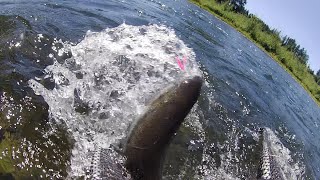 Cowlitz river Blue creek summer Steelhead [upl. by Illoh]