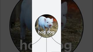 pigs are very good pups 🐷 piglet piggy petpig minipig pigfarmer farming cute pets animals [upl. by Notrom]