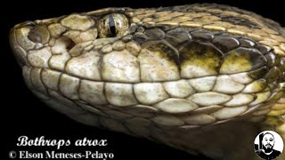 Bothrops atrox estão evoluindo Aula7 [upl. by Aneek952]