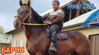 🔥 БАРОН 🔥 172 cm ДЫЙКАНДАН САТУУГА ЧЫКТЫ алганга Жетишип Калгыла [upl. by Hogen]