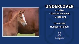 Foal AuctionFalsterbo Horse Show  Nr 09 Undercover [upl. by Latterll763]