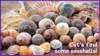 Finding Seashells at Hervey Bay  Rare Wentletrap Virtual Shelling [upl. by Deidre]