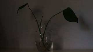 Monstera Deliciosa water propagation leaf unfurling time lapse [upl. by Edmanda]