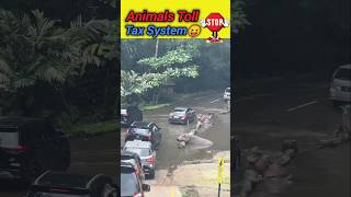 Animals Toll Tax System 😝🔥animals tolltax ytshorts shorts wildlife entertainment bollywood [upl. by Nayd]