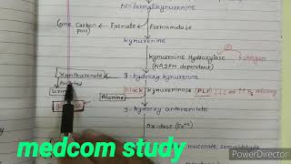 Tryptophan metabolism  kynurenine and anthranilate pathway [upl. by Timmie]