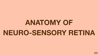 Retina Session 02 Anatomy of Neurosensory Retina [upl. by Asilec]