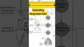 Discover How Our Heart Influences Our Respiration Rate [upl. by Annoved445]