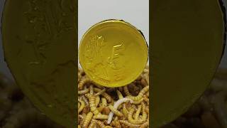 10 000 Mealworms vs CHOCOLATE [upl. by Yesnnyl299]