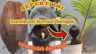 BEGINI CARA MEMBUAT BONSAI KELAPA DARI AWAL UNTUK PEMULA [upl. by Sukramaj]