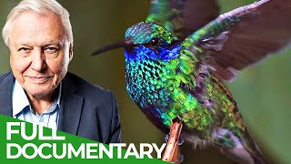 David Attenborough Presents Hummingbirds  Jewelled Messengers  Free Documentary Nature [upl. by Akenaj180]