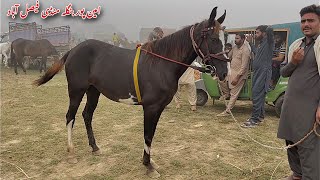 Aminpur Bangla Horse Mandi Faisalabad  Best Mushka Horses For Sale [upl. by Seed]