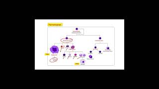 FİZYOLOGİC KAN FİZYOLOJİSİ  HEMATOPOEZ SORULARI [upl. by Paulson]