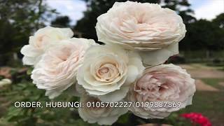 Bunga Ros Malaysia Taman Zety Roses Kampung Tanjung Aur Hulu Terengganu [upl. by Borg]