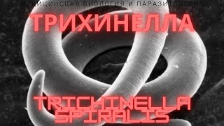 Трихинелла  Trichinella spiralis  Трихинеллез Жизненный Цикл Симптомы Диагностика Профилактика [upl. by Ahseym]