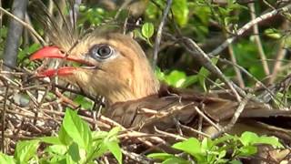 REDLEGGED SERIEMA in the nest CARIAMA CRISTATA SERIEMA Breeding season [upl. by Brownson]