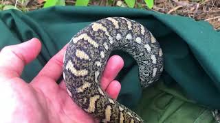 Python Eats Pet Budgie  Torbanlea [upl. by Sharos]