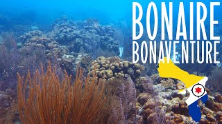 Diving Bonaventure dive site on Klein Bonaire  Caribbean Netherlands [upl. by Hanzelin252]