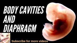 Special embryology  Body cavities and diaphragm [upl. by Avevoneg]