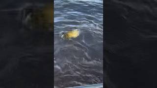 Bass walleye carpfishing walleyefishing dronemusic fish fisheye [upl. by Ready371]