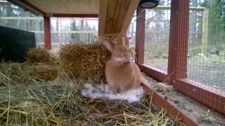 Pregnant rabbit preparing nest 2 [upl. by Nortna]