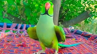 Indian Ringneck Parrot Dancing and Talking [upl. by Enasus]