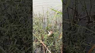 Amazing hook 🪝 With Rod fish fishing skillsshort [upl. by Eimaj]