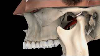 TMJ with Reduction [upl. by Amadis]