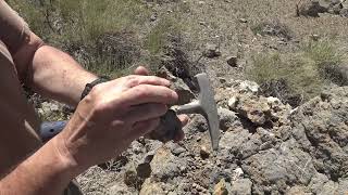 Nevada Fossils Crinoids Brachiopods Ammonites Corals [upl. by Ientirb]