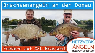 Brachsenangeln an der Donau Feedern auf XXLBrassen [upl. by Emalia]