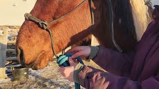 How to tie your rope halter and lead for riding quick hackamore knot January 11 2023 [upl. by Carie]