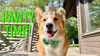 10th BIRTHDAY  Topi the Corgi [upl. by Oicapot]