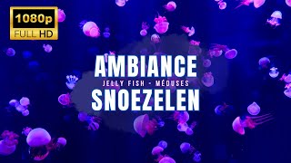 AMBIANCE SNOEZELEN  JELLYFISH 🌊 [upl. by Mond]