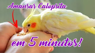 COMO AMANSAR CALOPSITA EM 5 MINUTOS MELHOR CANTO [upl. by Neeham]