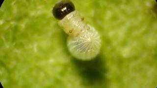 Monarch Caterpillar Hatching from Egg [upl. by Amaerd]