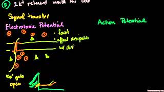 电紧张电位与动作电位 Electrotonic and Action Potentials [upl. by Alegnat52]