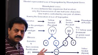 Inter  Chapter 8  Variation and Genetics  part 4  Mendels First Law  The Law of Segregation [upl. by Digirb460]