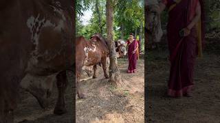 Big Size Gir Bull  Gir cow farm in Jharkhand cow [upl. by Glasgo]