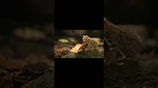 Rusty spotted cat  worlds smallest wild cat shorts [upl. by Sonny]