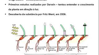 Fisiologia Vegetal  Hormônios Vegetais Auxinas [upl. by Sugna]