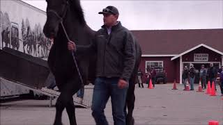 PERCHERONS UNLOADING [upl. by Lamraj995]