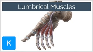 Lumbrical Muscles of the Foot  Human Anatomy  Kenhub [upl. by Kentigerma]