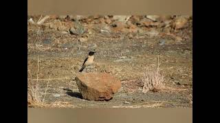 Blackeared Wheatear birds birdwatching lesvos mytilene greece hellas aegean [upl. by Rebmac351]